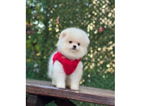 Yavru pomeranian boo