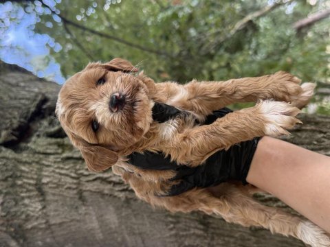 Maltipoo dişi erkek 