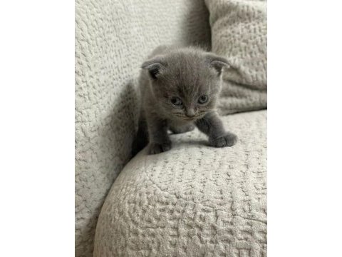 7 adet yavru scottish fold