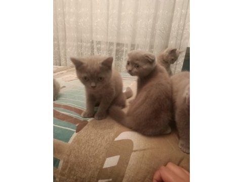 Yavru kediler sahiplendirilecek ihtiyacı olana