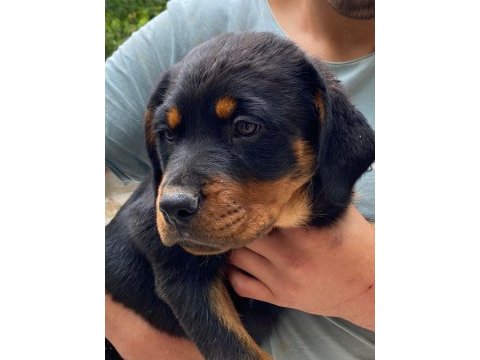 2,5 aylık dişi yavrular sahiplendirilecek rottweiler