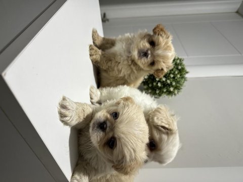 Maltipoo yavrular