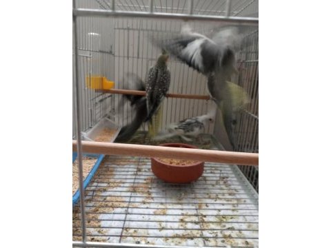 Yeme düşen 12 adet sultan papağanı yavrular