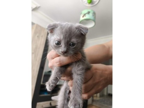 Orjinal scottish fold bebek