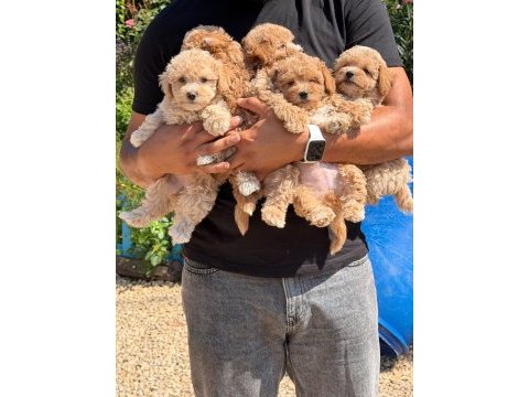 Büyümeyen aşılı çiş eğitimli maltipoo bebekler