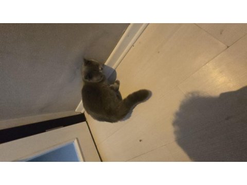 8 aylık erkek british shorthair