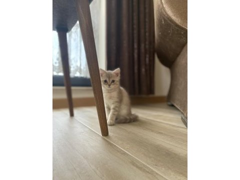 British shorthair kızımın yavrusu