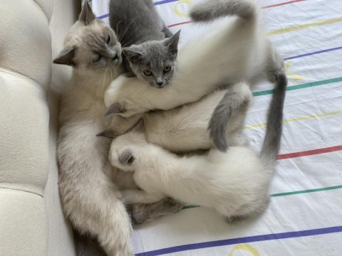 British blue point british bebekler