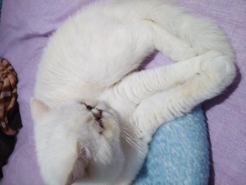1.5 yaşında mavi gözlü exotic shorthair