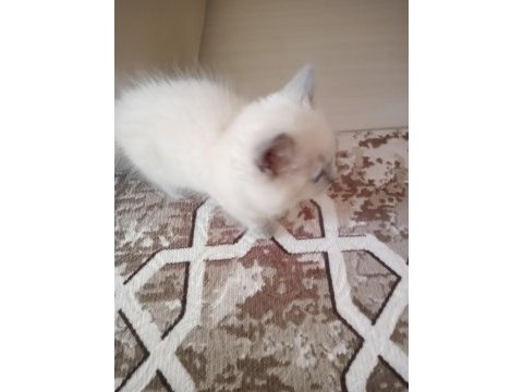 Uysal ve sevimli british shorthair