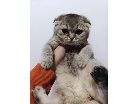 Scottish fold golden yavrular