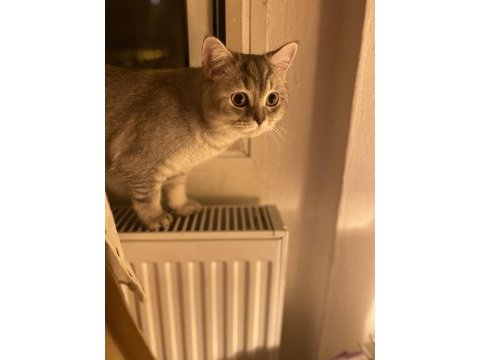 British shorthair dişi