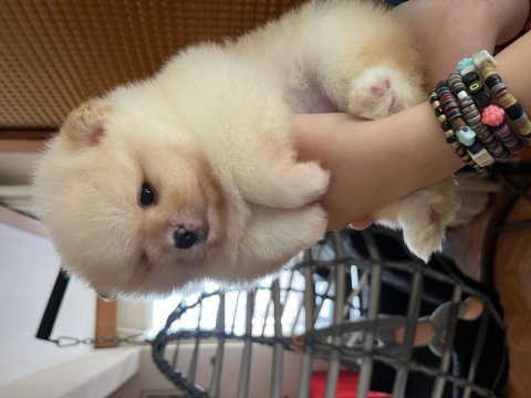 Pomeranian biblo suratlı bebekler