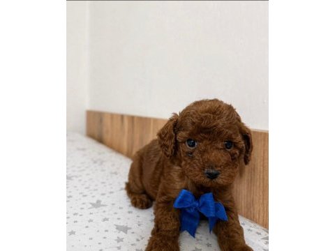 Orjinal izmir de garantili toy poodle