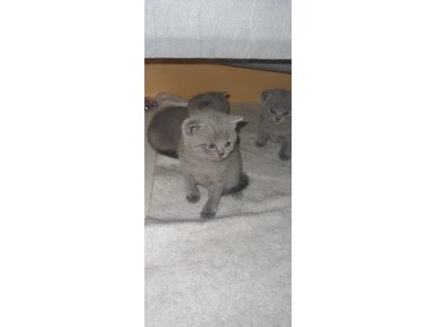 British shorthair