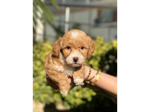 Orjinal anne ve babadan maltipoo bebeklerimiz