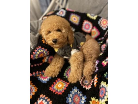 Aşılı micro çipli poodle erkek yavrumuz