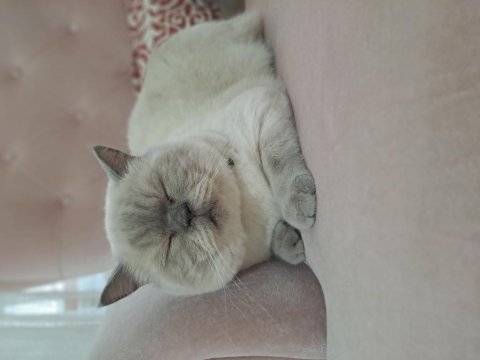 British shorthair blue point