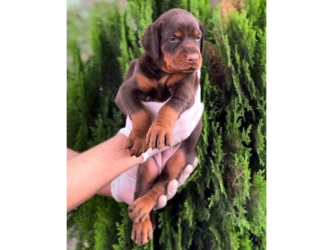 Fcı kıf secereli doberman yavruları