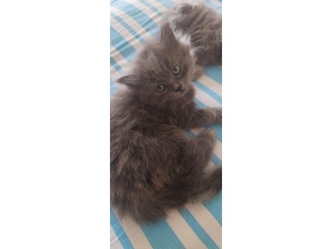 British longhair