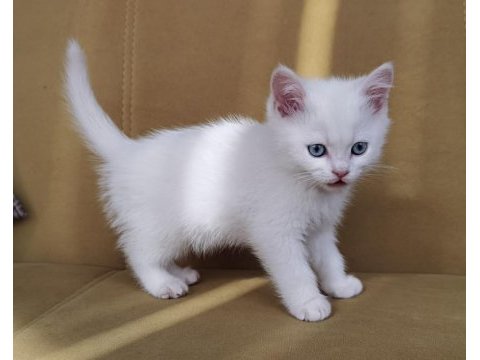 British shorthair ve scottish fold yavru köpeklerimiz