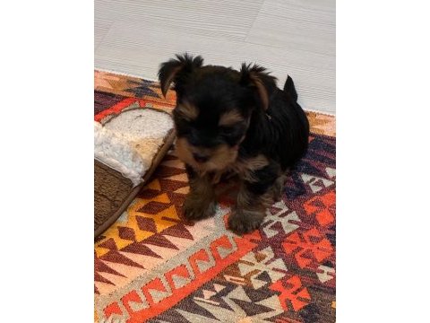 30 mart doğumlu yorkshire terrier kızlar