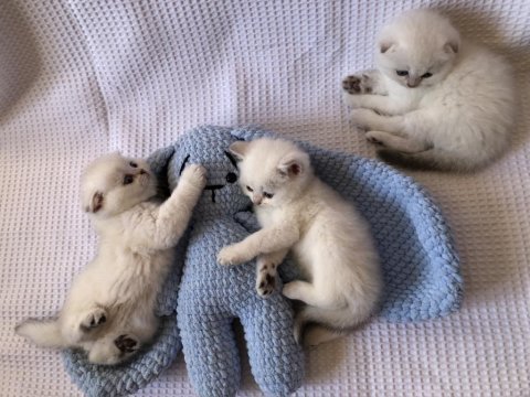 Pamuk scottish fold çocuklar