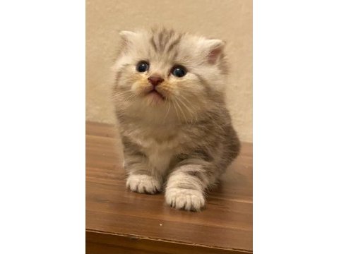 Dünya tatlısı scottish fold yavrularım