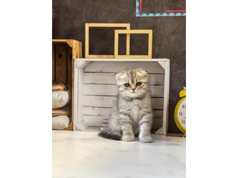 Scottish fold sevimli yavrularım 