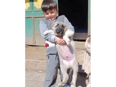 Irk garantili safkan kangal yavrular