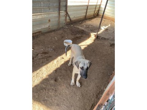 3.5 aylık kangal erkek yavru