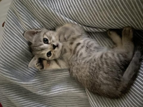 2 aylık british shorthair yavruma yuva arıyorum