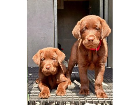 Birinci sınıf safkan labrador retriever yavrular