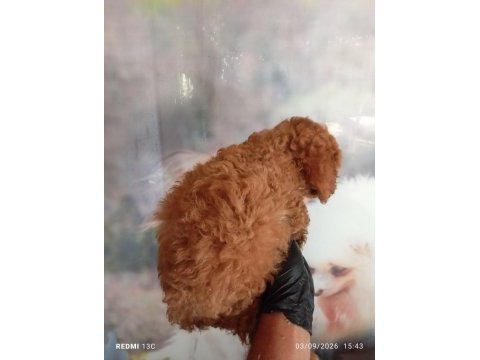Irk ve sağlık garanti poodle bebeklerimiz