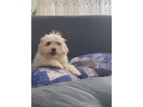 Maltipoo köpeğimi veriyorum