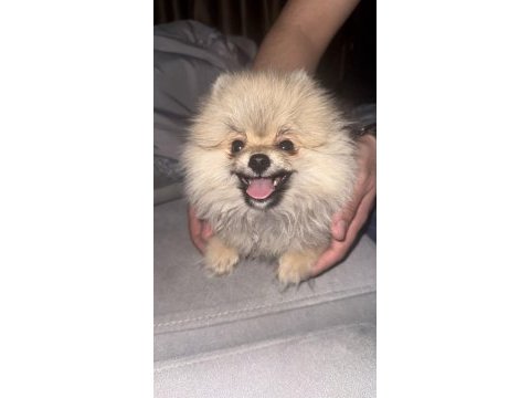 2.5 aylık erkek pomeranian köpeği