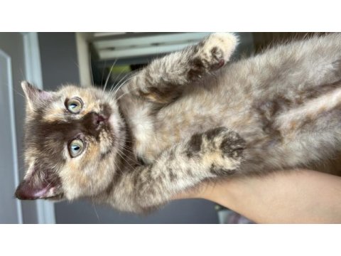 Scottish fold kırık kulak