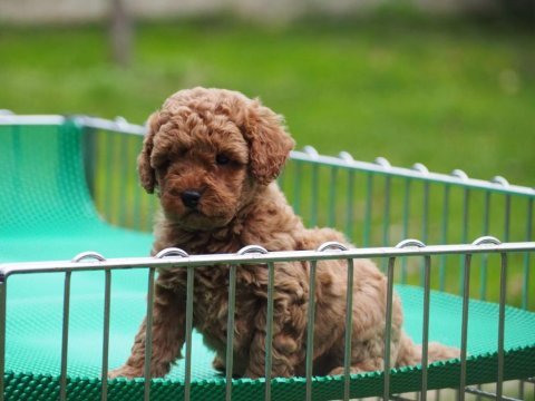 Ev üretimi dişi erkek toy poodle bebekler