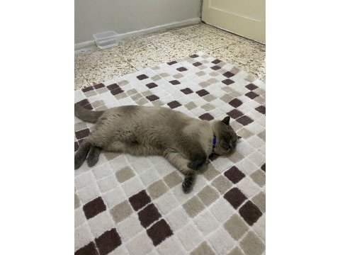 Çok sevimli uysal sakin bir kedidir kısır değildir