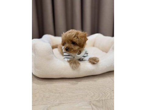 Irk garantili maltipoo yavruları