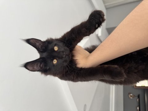 4 aylık safkan maine coon
