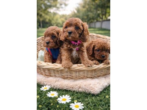 A kalite gerçek orjinal cavapoo yavrular