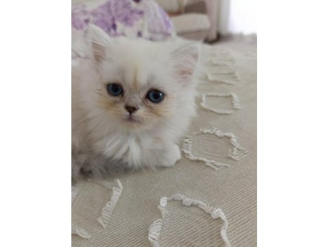 British longhair yavru sahiplendirme