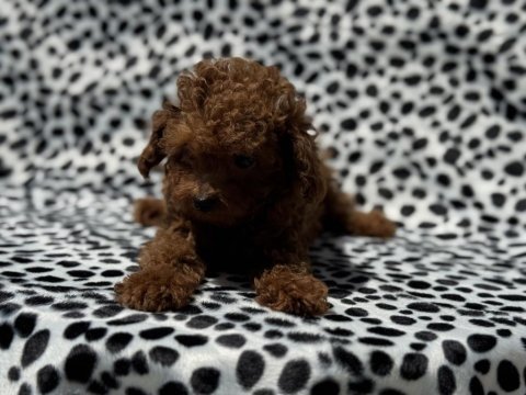 Boy ve kg ram garantili tea cup kore poodle