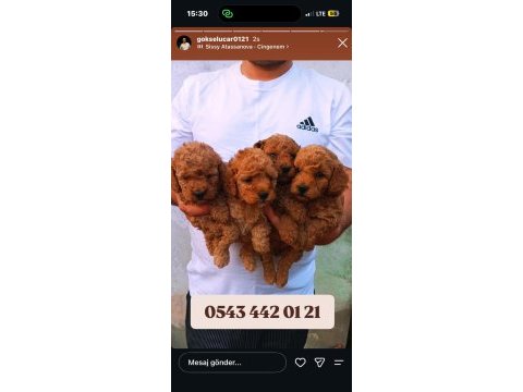 Toy poodle yavrular ırk sağlık garantili