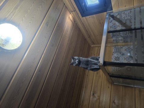 1 yaşında dişi russian blue