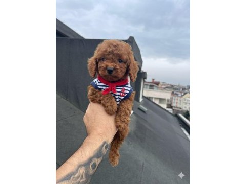 Red brown poodle yavrular