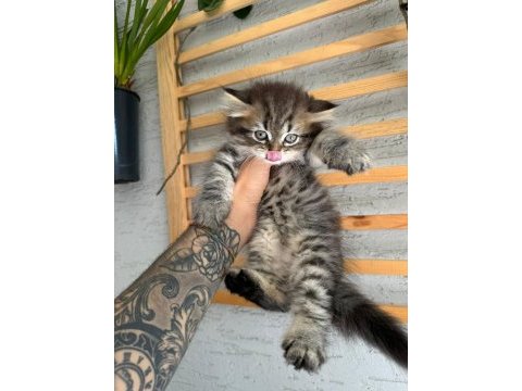 British longhair dişi iki aylık
