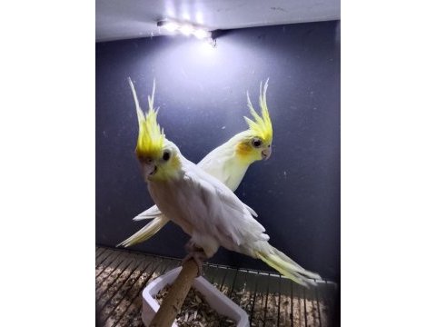 Çift damızlık sultan papağanı