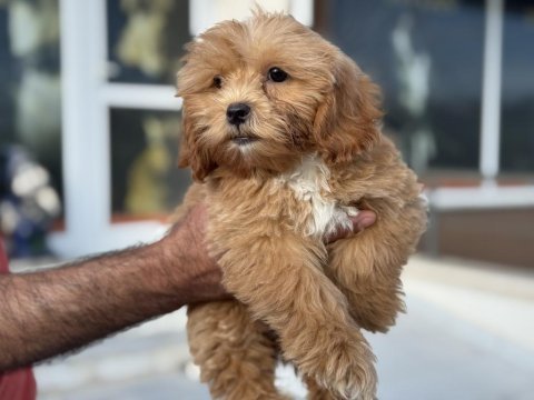 Ankarada ziyarete açık aşılı pasaportlu maltipoo